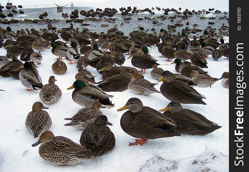 A pond that is filled with a large colony of ducks. A pond that is filled with a large colony of ducks
