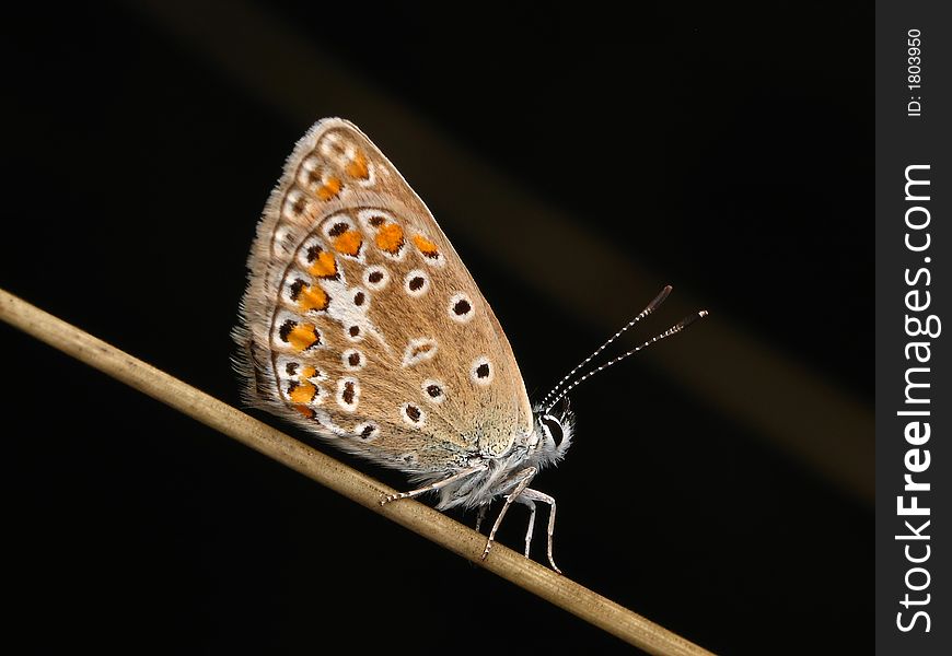 Siting butterfly  on the dark background