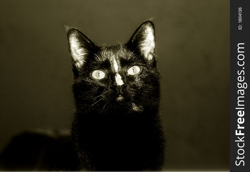 Black cat with stripe portrait. Black cat with stripe portrait