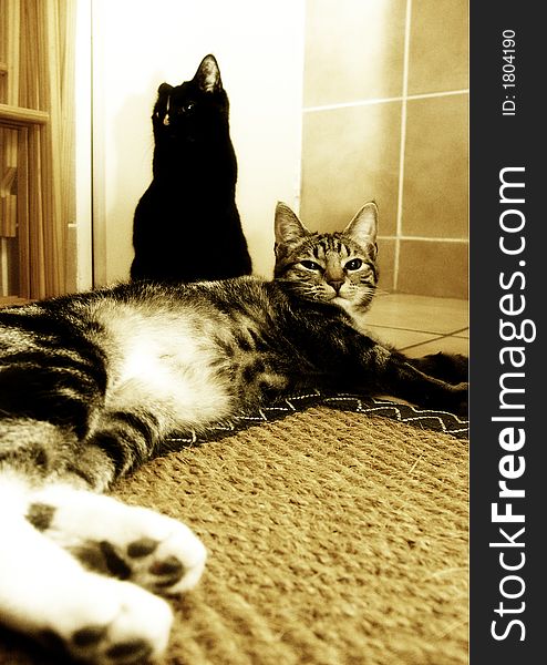2 cats posing on a bathroom carpet. 2 cats posing on a bathroom carpet