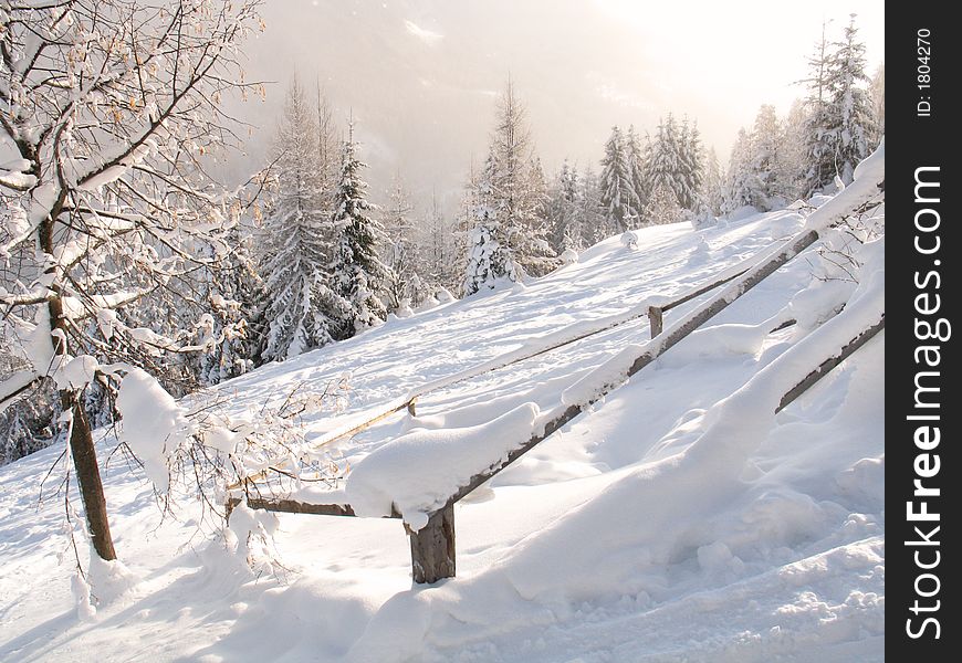 Winter scene snow and trees