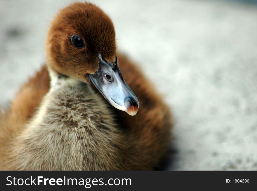 Baby duck sitting by mother. Baby duck sitting by mother