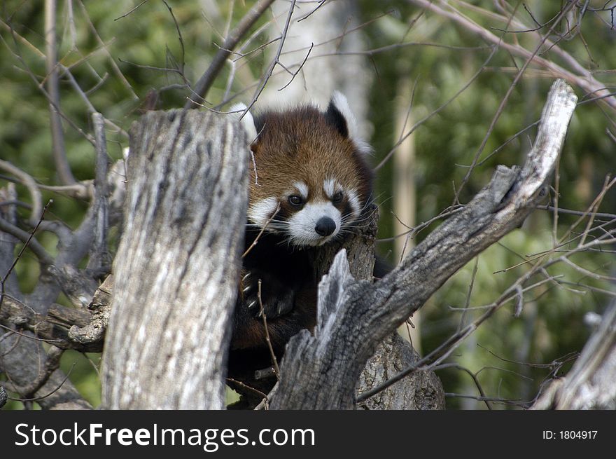 A red panda keeping an eye out from the top of a tree.