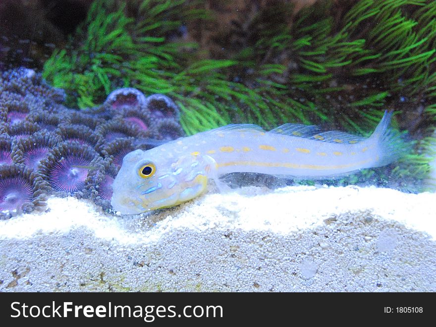 Transparent fish, blue with yellow. Transparent fish, blue with yellow