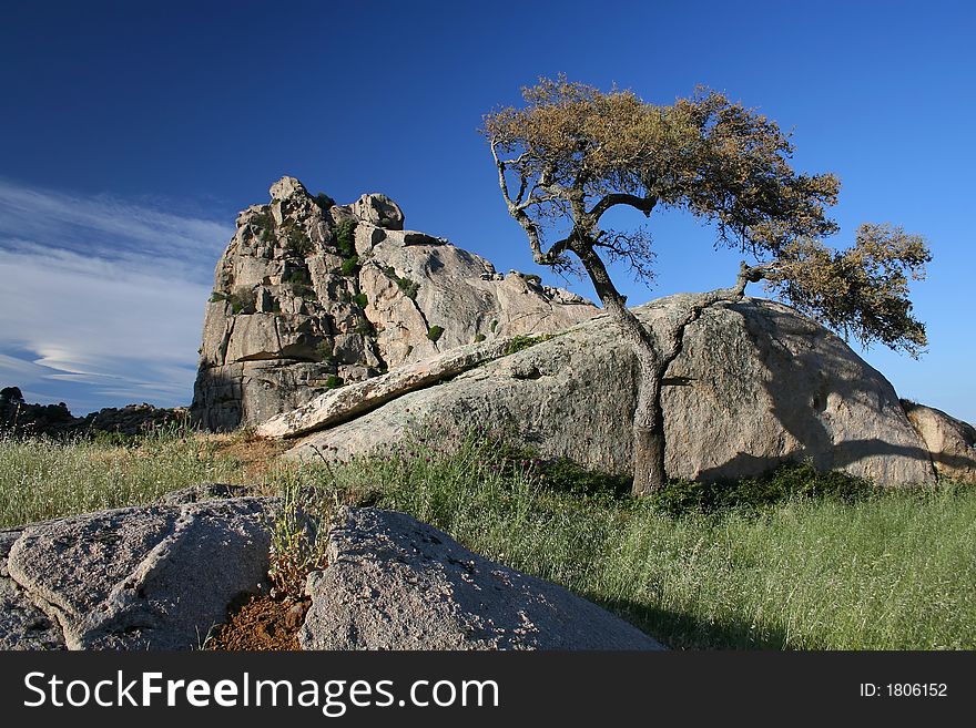 Dry tree on the rock