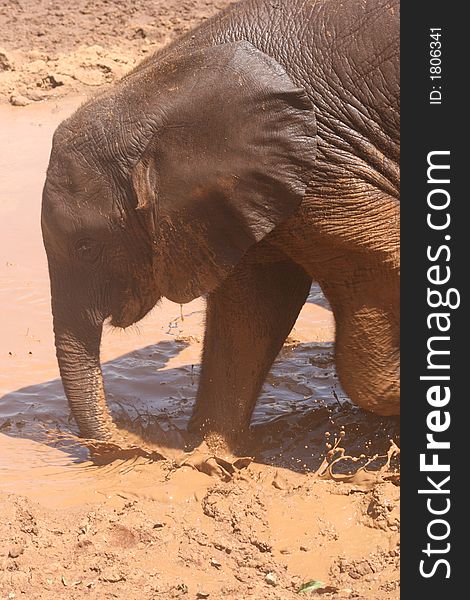 Elephant in Mud Pool