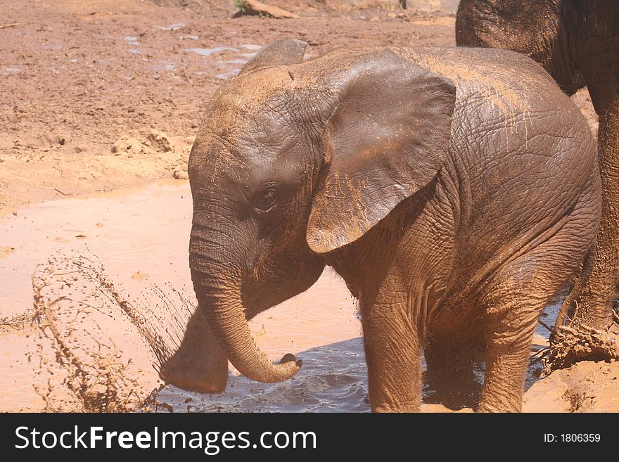 Playful Baby Elephant at the David Sheldrick Elephant Sanctuary, Nairobi, Kenya. Playful Baby Elephant at the David Sheldrick Elephant Sanctuary, Nairobi, Kenya