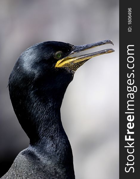 The Common Shag (Phalacrocorax aristotelis) is a species of cormorant. It breeds around the rocky coasts of western and southern Europe, southwest Asia and north Africa.