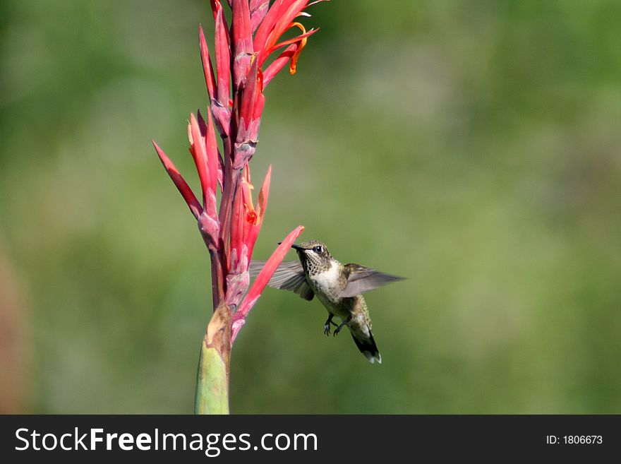 Humming bird flying around a red orange flower to feed. Humming bird flying around a red orange flower to feed