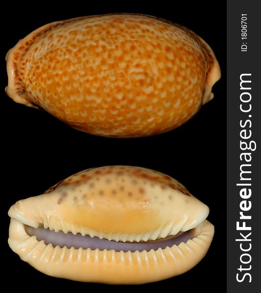 Brown doted snail shell looks like a leopard