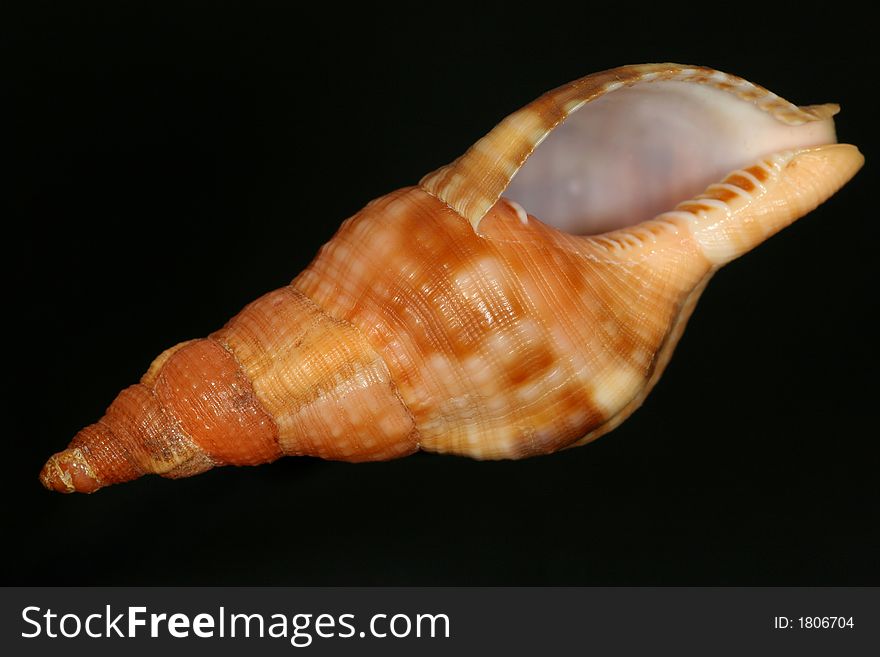 Baby version of the biggest greek snail shell