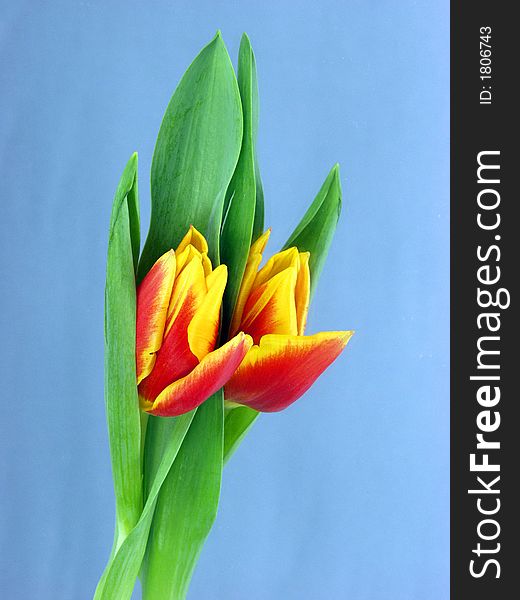 A tulip flower with green leaves reflected on a mirror