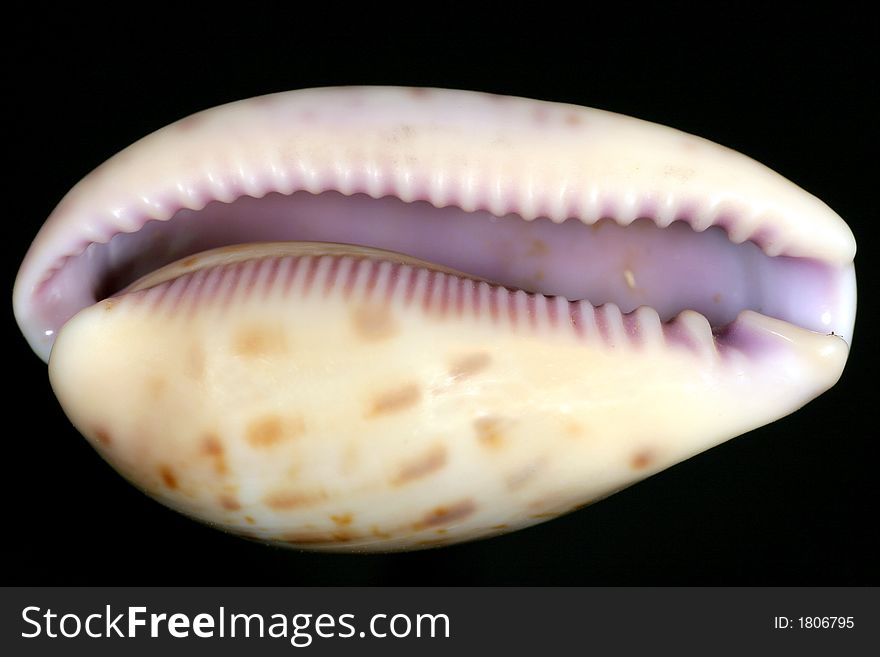 Violet Snail Shell Teeths