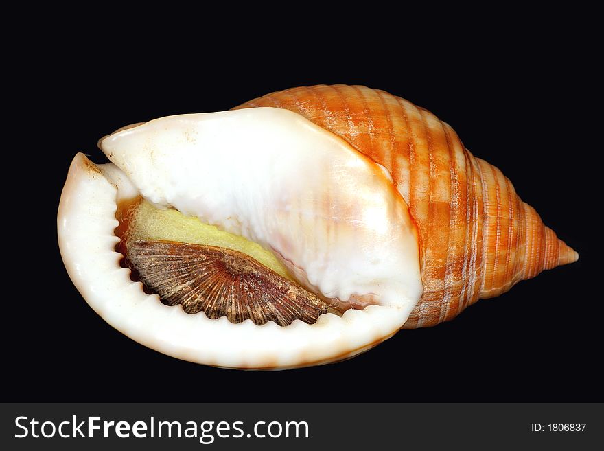 Snail shell called phalium granulatum undulatum. From my collection. Found in Greece. Snail shell called phalium granulatum undulatum. From my collection. Found in Greece.