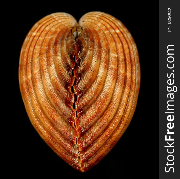 Heart snail shell