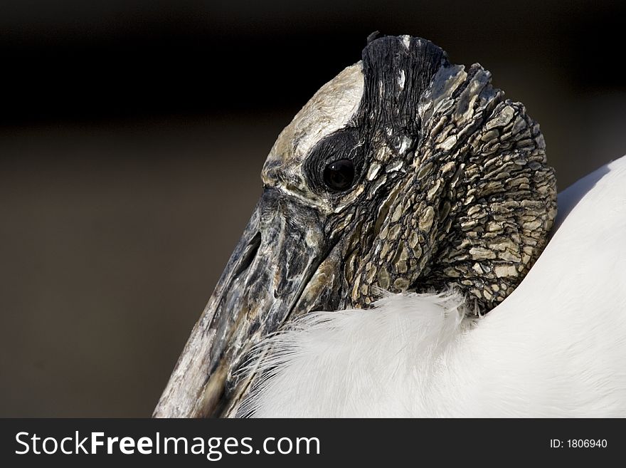 Wood Stork, mycteria americana. Florida, bird. Wood Stork, mycteria americana. Florida, bird