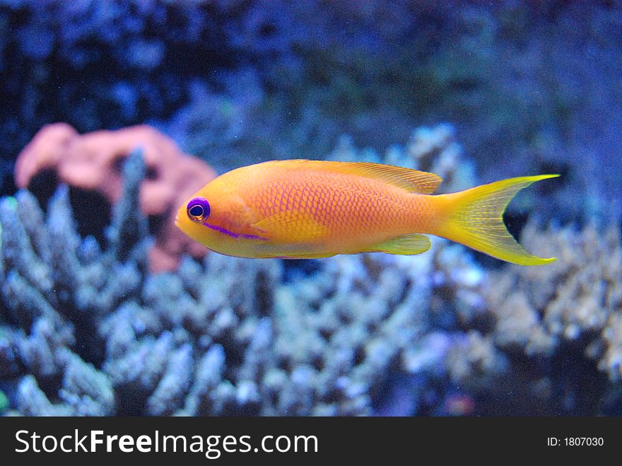 Yellow and purple colored fish