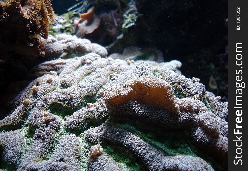 Macro of beautiful bright coral. Macro of beautiful bright coral