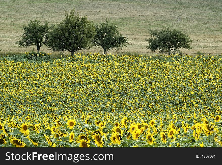 Many sunflower on the field. Many sunflower on the field
