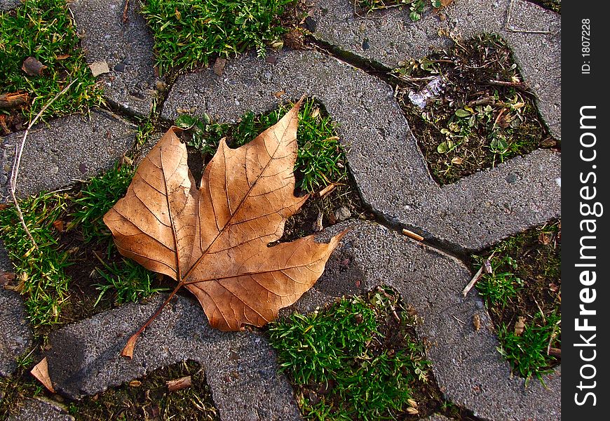 Dry leaf on the grass-concrete background on autumn
