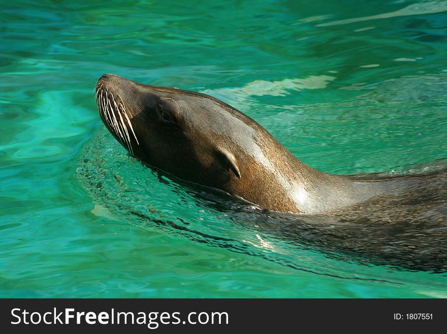 Sea lion swims and poses for the audience.