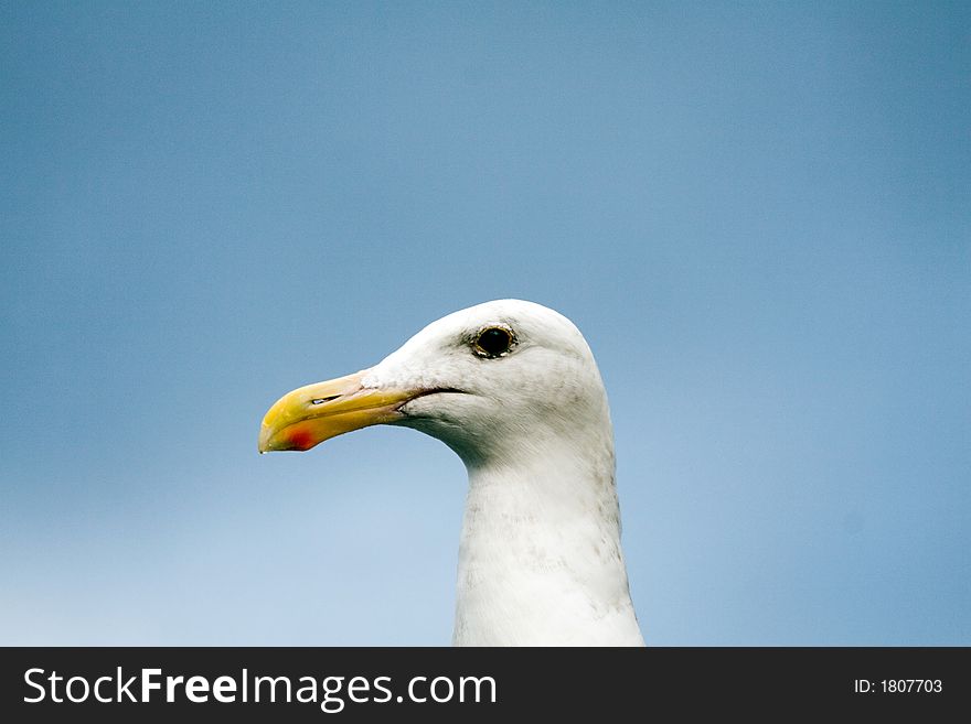 Close Up Of A Seagull