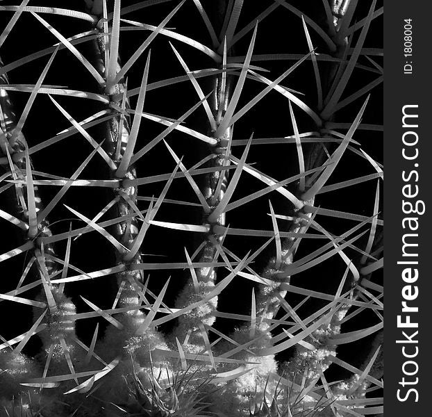 Close up of the 3 inch long thorns of a large golden barrel cactus - black and white rendition.  Scientific name: echinocactus grusonii. Close up of the 3 inch long thorns of a large golden barrel cactus - black and white rendition.  Scientific name: echinocactus grusonii.