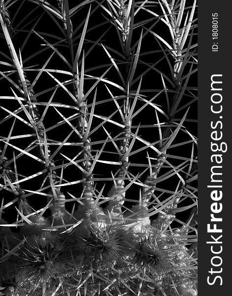 Close up of the 3 inch long thorns of a large golden barrel cactus - black and white rendition.  Scientific name: echinocactus grusonii. Close up of the 3 inch long thorns of a large golden barrel cactus - black and white rendition.  Scientific name: echinocactus grusonii.