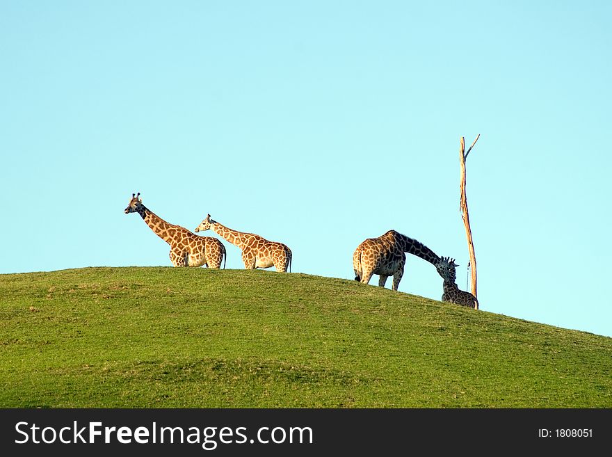 Group of Giraffes on the horizon