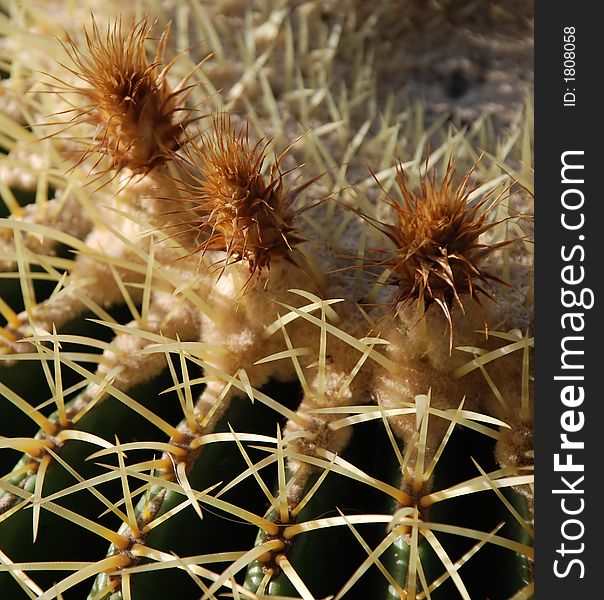 View of the top of a large Golden Barrel Cactus, showing 3 inch long thorns and flowers. Scientific name: echinocactus grusonii. View of the top of a large Golden Barrel Cactus, showing 3 inch long thorns and flowers. Scientific name: echinocactus grusonii.