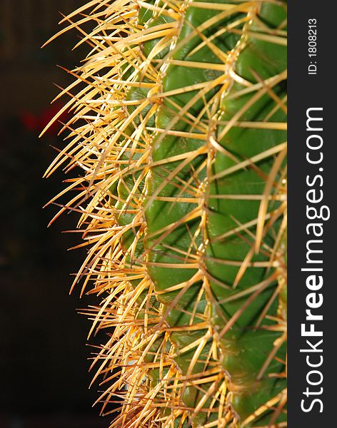 Profile view of the 3 inch long thorns and body of a large Golden Barrel Cactus. Scientific name: echinocactus grusonii. Profile view of the 3 inch long thorns and body of a large Golden Barrel Cactus. Scientific name: echinocactus grusonii.