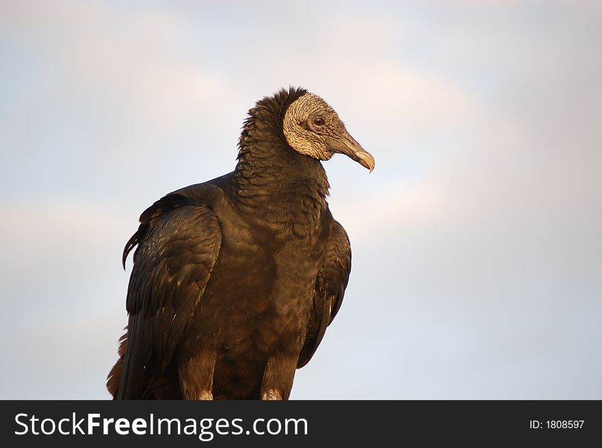 Black Vulture in the everglades national park at the anhinga trail. Black Vulture in the everglades national park at the anhinga trail