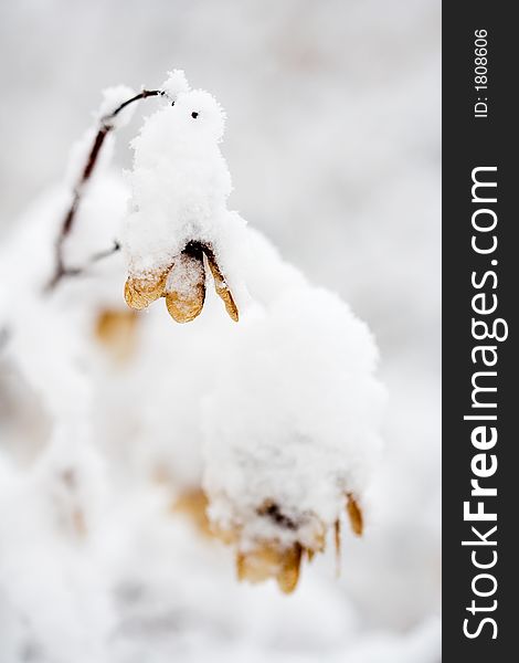 Branches of tree covered with thick snow. Branches of tree covered with thick snow