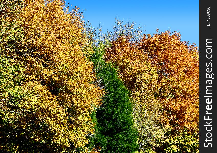 A line of colorful autumn tress by a country road. A line of colorful autumn tress by a country road.
