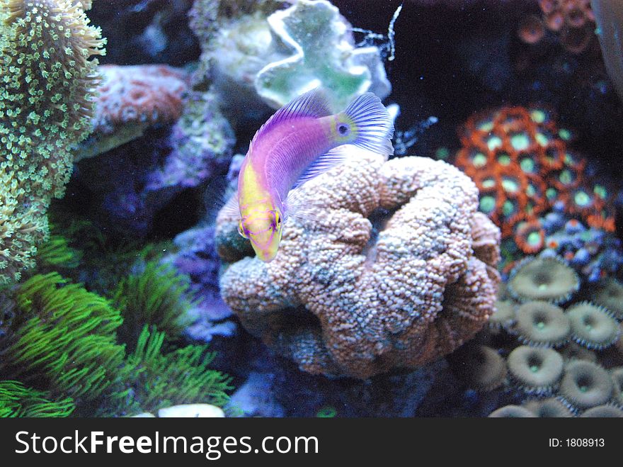 Purple and yellow salt water fish
