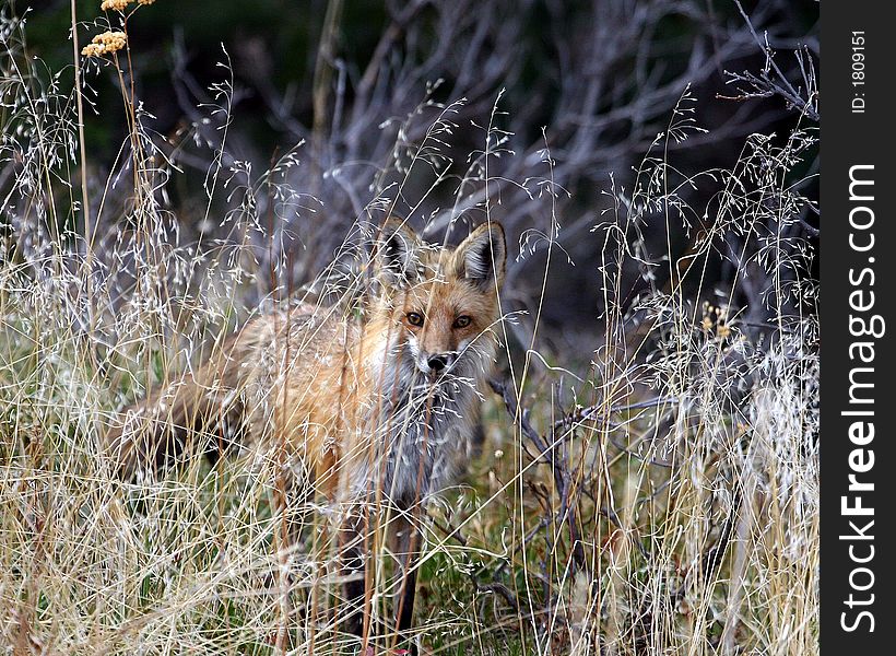 A beautiful red Fox with alert facial expression looking through wild grass. A beautiful red Fox with alert facial expression looking through wild grass