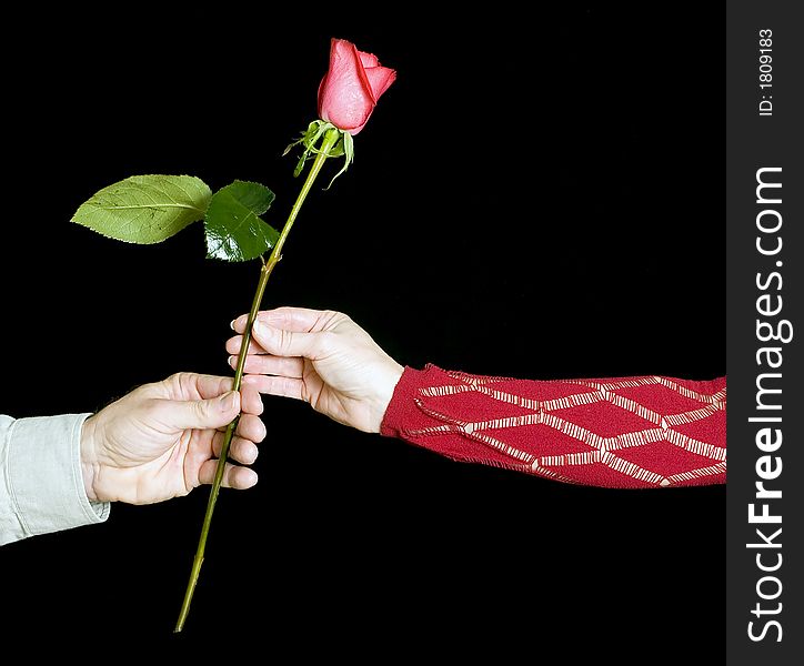 Man handing a woman roses in a gesture of love, isolated over black. Man handing a woman roses in a gesture of love, isolated over black