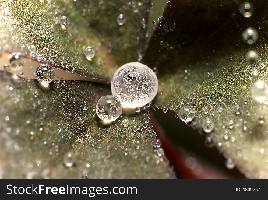 Leaf macro