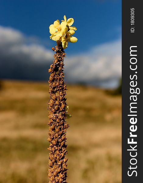 Flower in a field