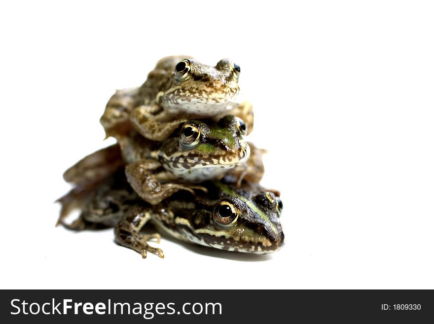 Three beautiful frogs brothers playing