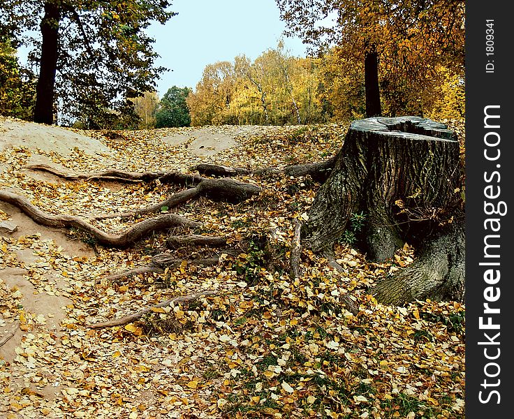 Autumn landscape with the stump of big tree. Autumn landscape with the stump of big tree