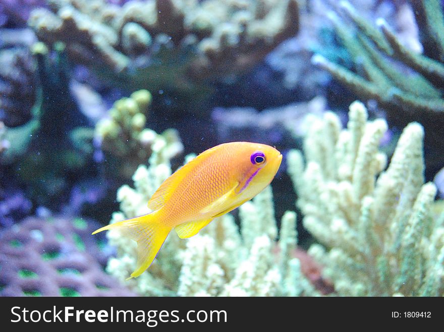 Orange, yellow purpe fish, salt water. Orange, yellow purpe fish, salt water