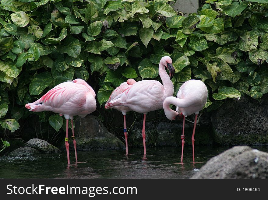 Pink Flamingos in this tropical paradise garden in Hawaii