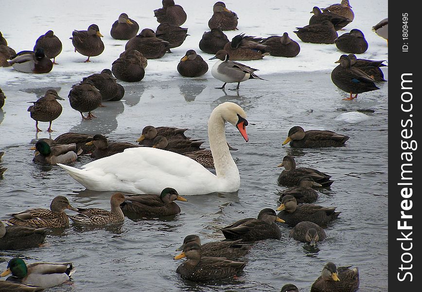A swan swims around in a pond in the dead of winter. A swan swims around in a pond in the dead of winter