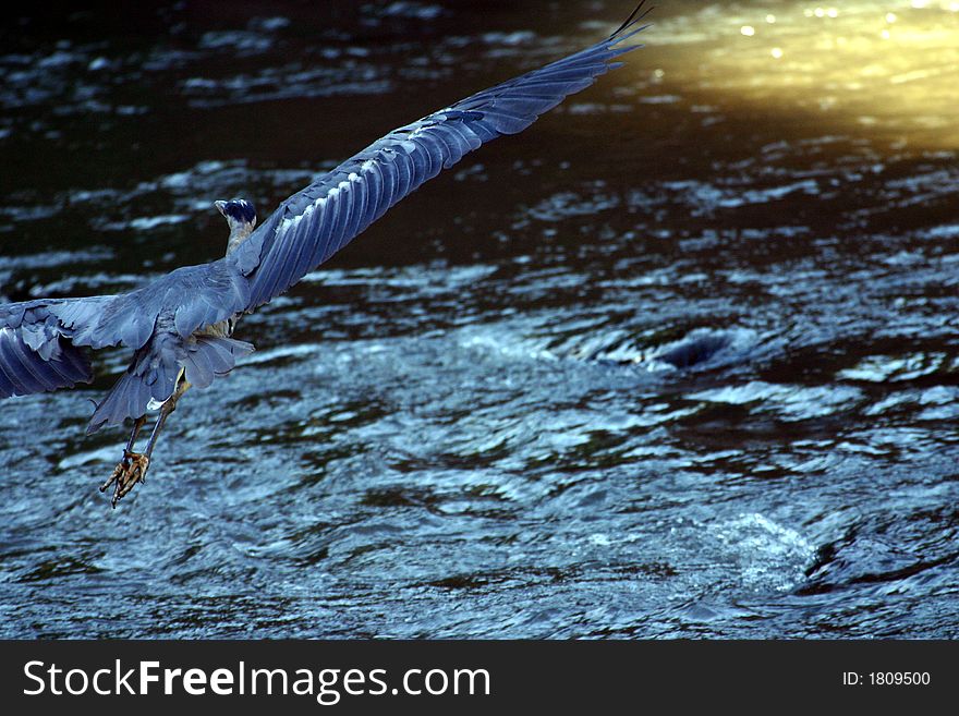 Great Blue Heron in flight over the Platte River in Colorado. Great Blue Heron in flight over the Platte River in Colorado