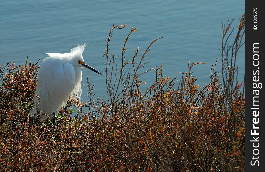 Snowy Egret