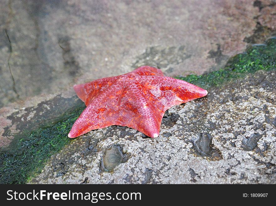 A red sea star, half in water