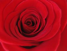 Red Rose Royalty Free Stock Photos Red Rose Royalty Free Stock Photos