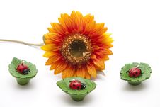 Ladybird Stock Image