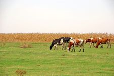 Cows In Pasture Royalty Free Stock Photos Cows In Pasture Royalty Free Stock Photos